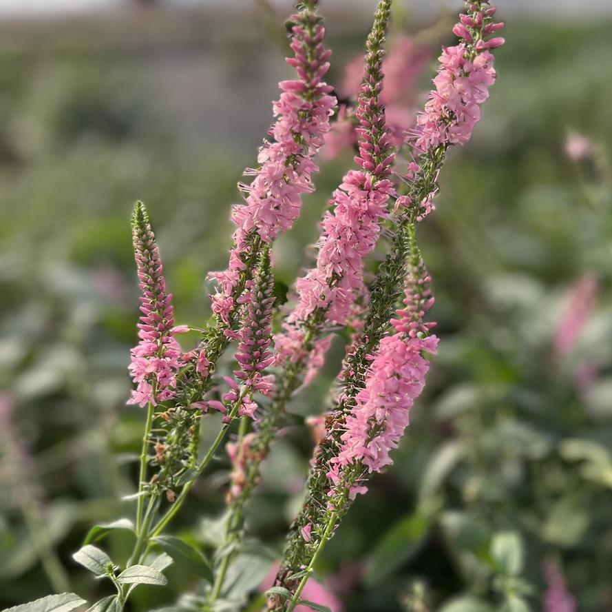 Veronica spicata Moody Blues® 'Dark Pink'