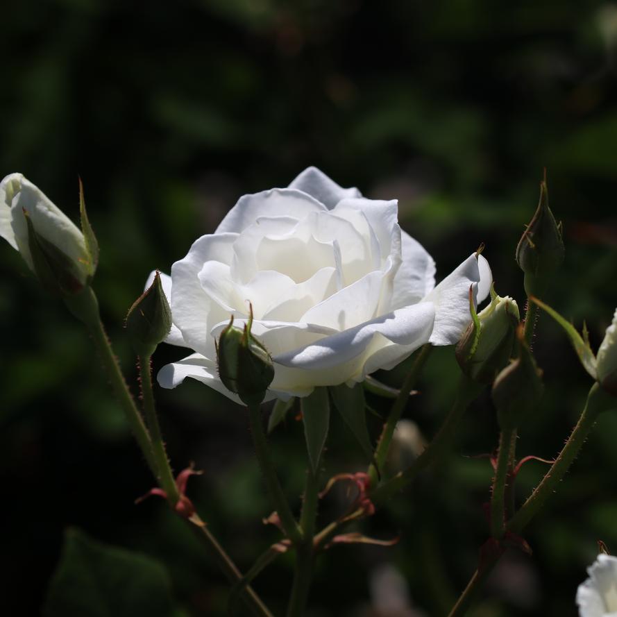 Rosa x 'Iceberg®'