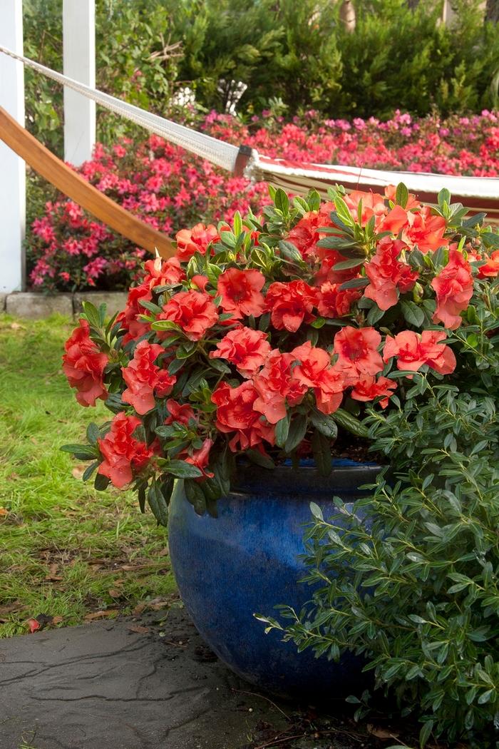 Rhododendron hybrid Encore® 'Autumn Embers®'
