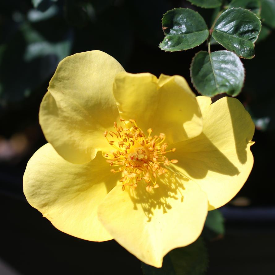 Rosa x 'Sunbelt®Tupelo Honey™'