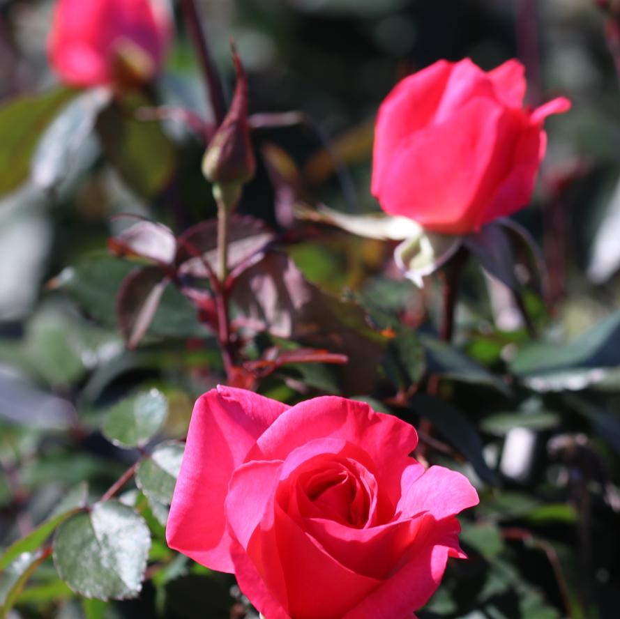 Rosa x 'Tahitian Treasure™'