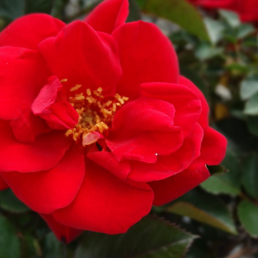 Rosa x Bloomables® 'Ruby Red™'