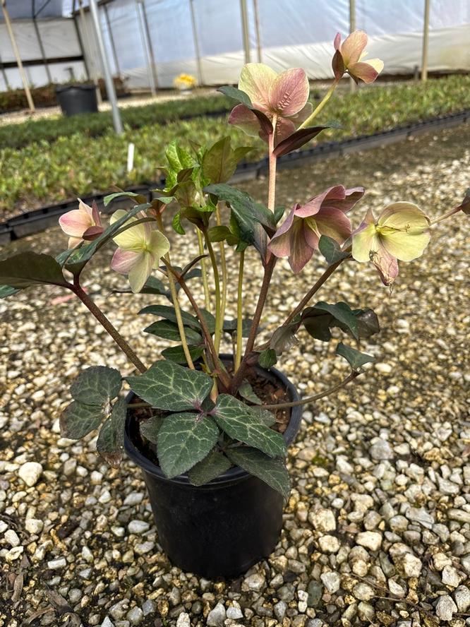 Helleborus x ballardiae Gold® 'Merlin'