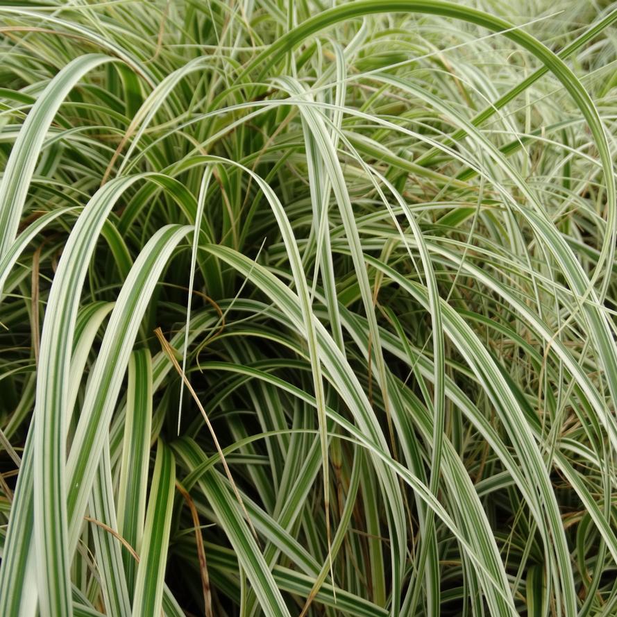 Carex hybrida 'Feather Falls'