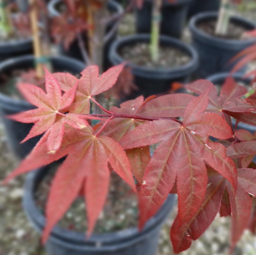 Acer palmatum 'Twombly's Red Sentinel'