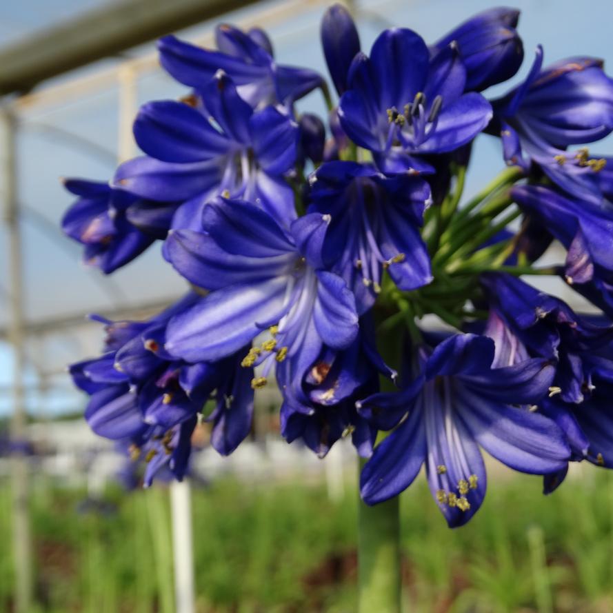 Agapanthus hybrid 'Ever Sky Light™'