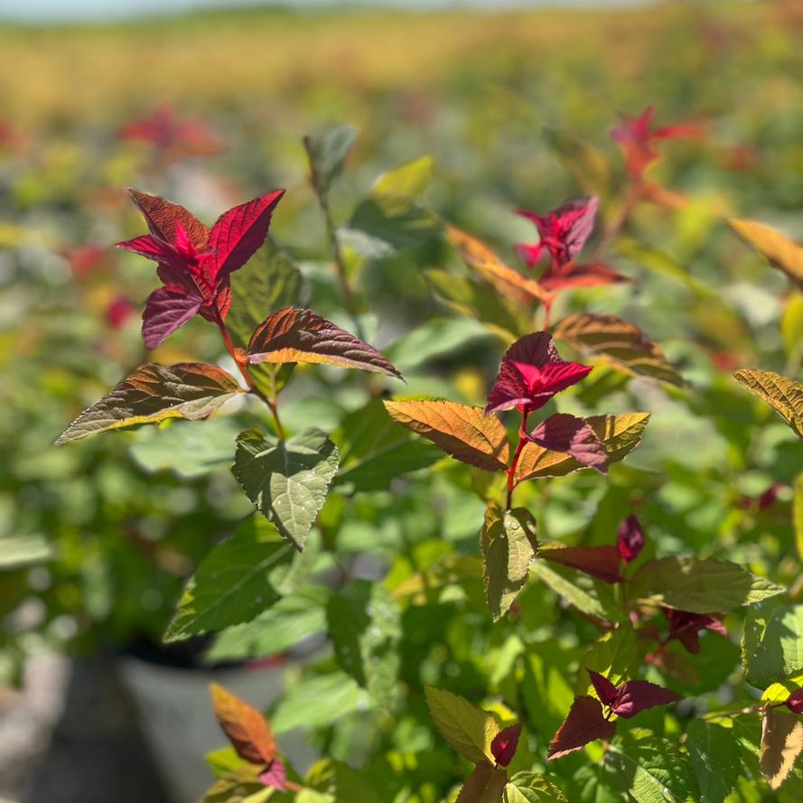 Spiraea x Double Play&reg 'Doozie&reg'