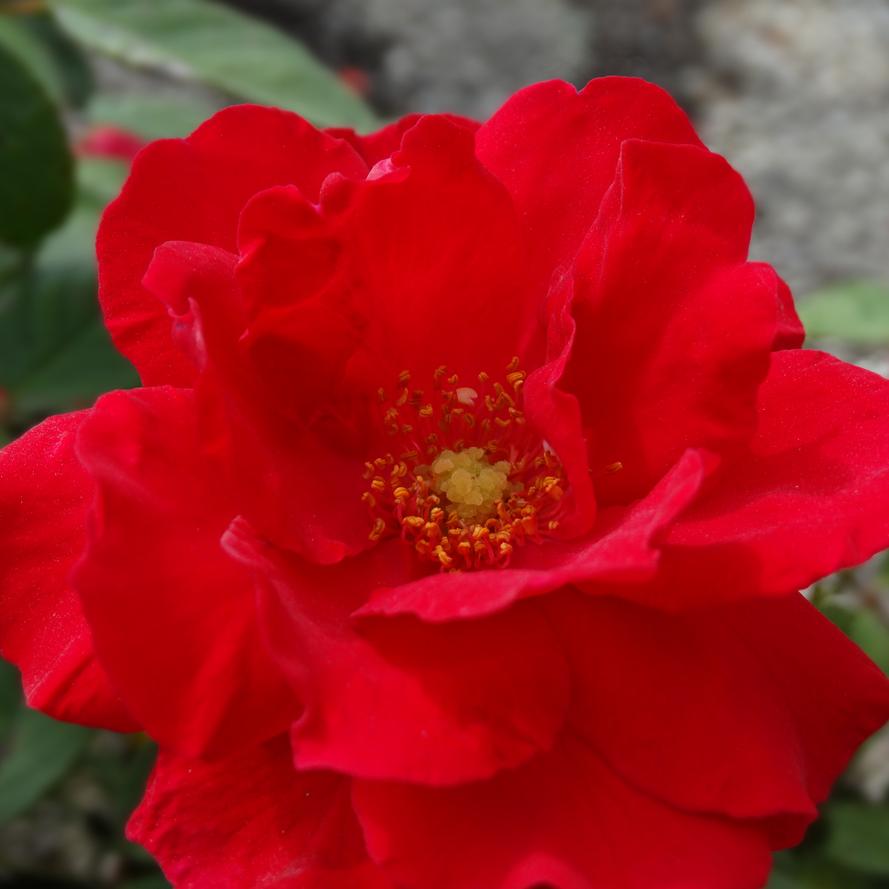 Rosa x 'Blaze'