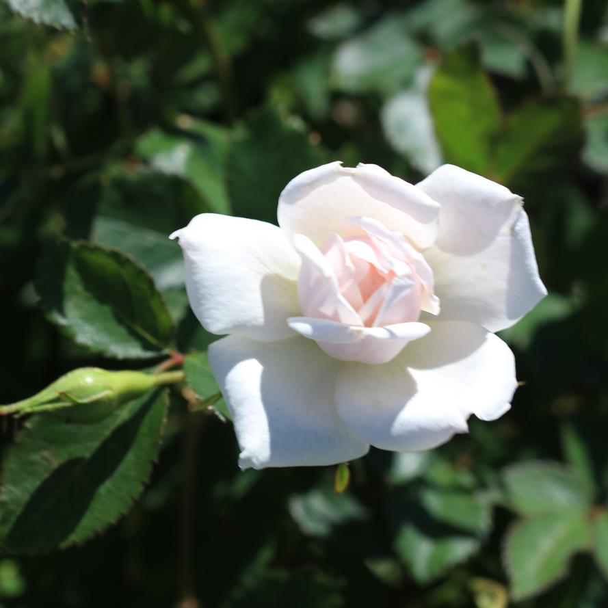 Rosa x Bloomables® 'Icecap™'