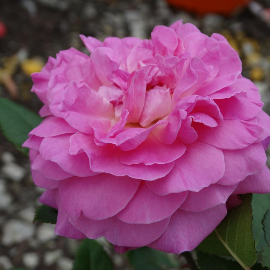 Rosa x Bloomables® 'Orchard Romance™'