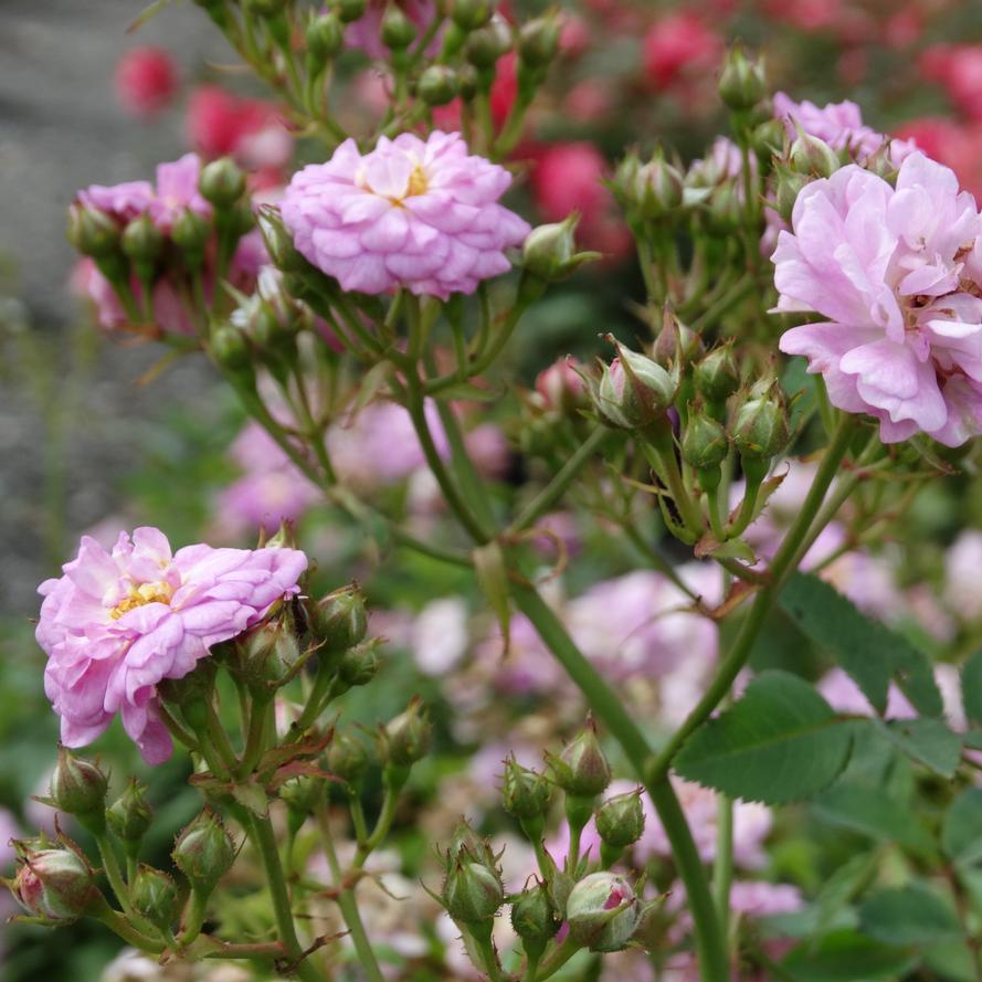 Rosa x Bloomables® 'Pretty Polly® Lavender'