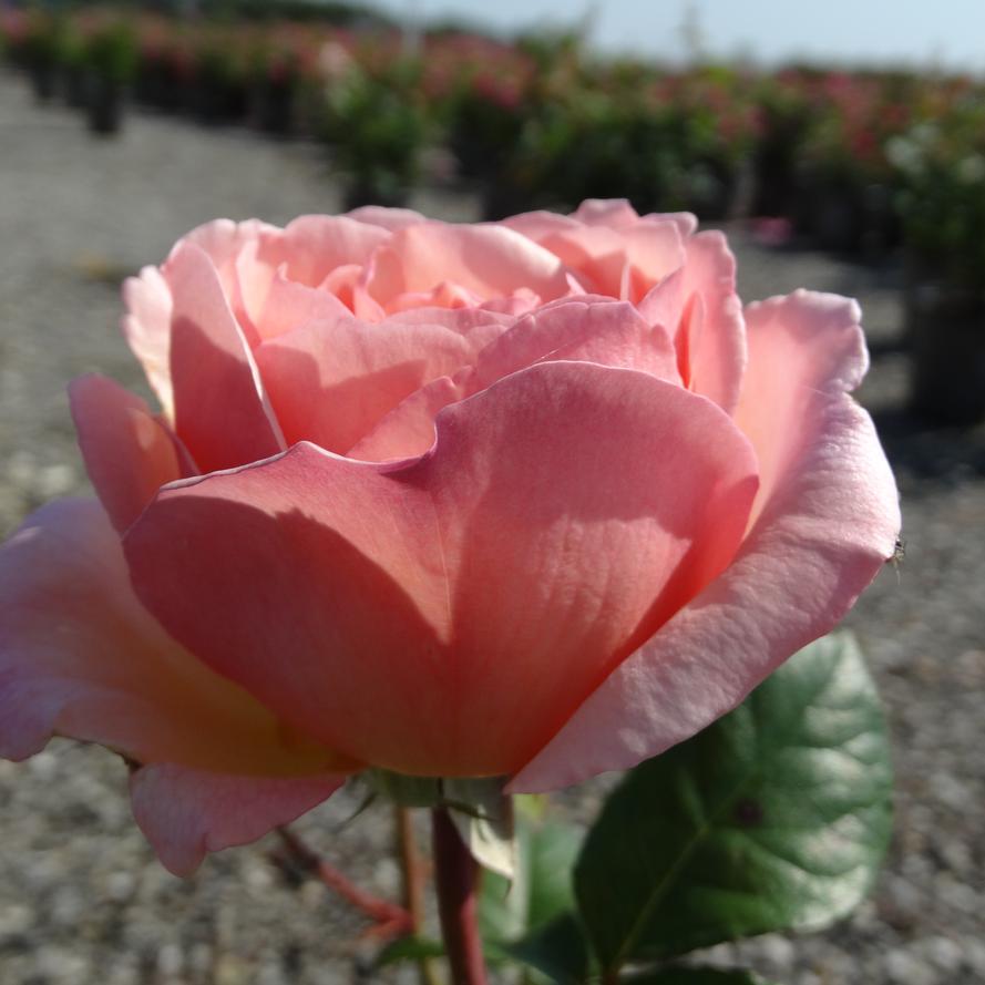 Rosa x Bloomables® 'Princesse Charlene de Monaco'