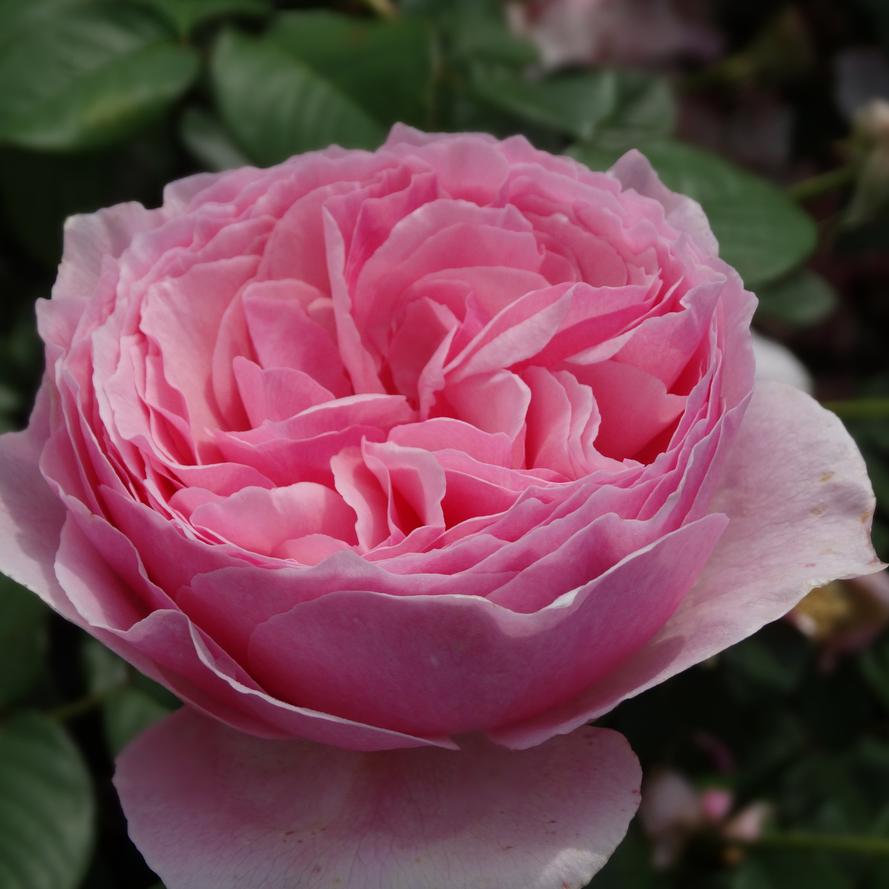 Rosa x 'Scentuous™'
