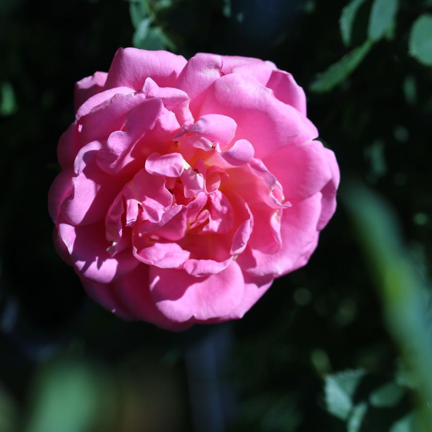Rosa x Bloomables® 'Sitting Pretty™'