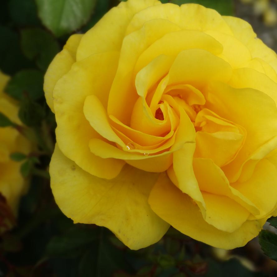 Rosa x 'Sol Desire®'