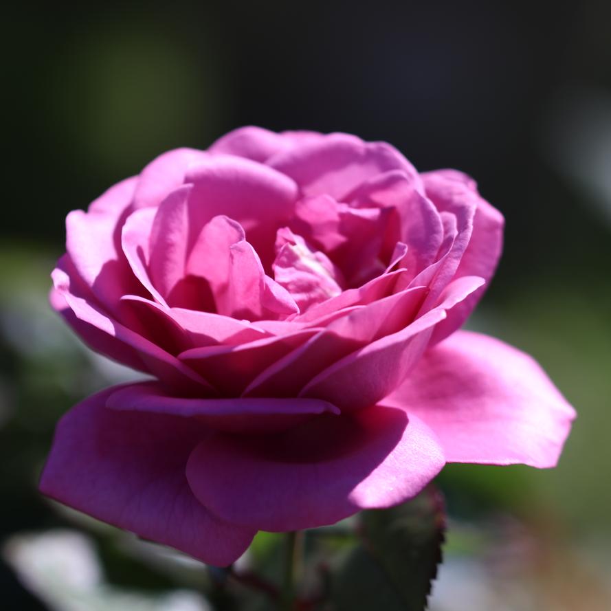 Rosa x Bloomables® 'Sunbelt® Plum Perfect™'