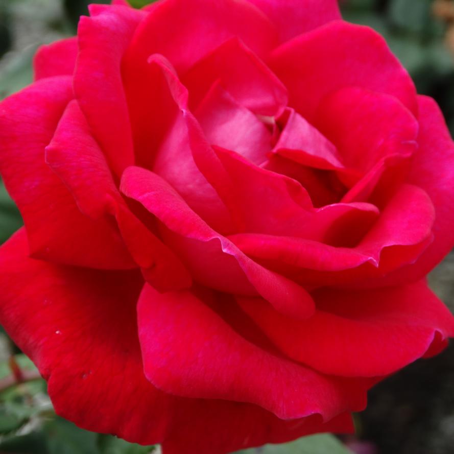 Rosa x Bloomables® 'Sweet Spirit™'