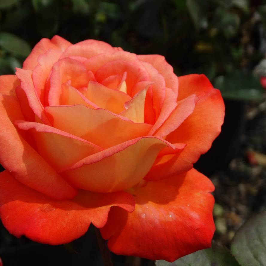 Rosa x 'Tangerine Skies™'