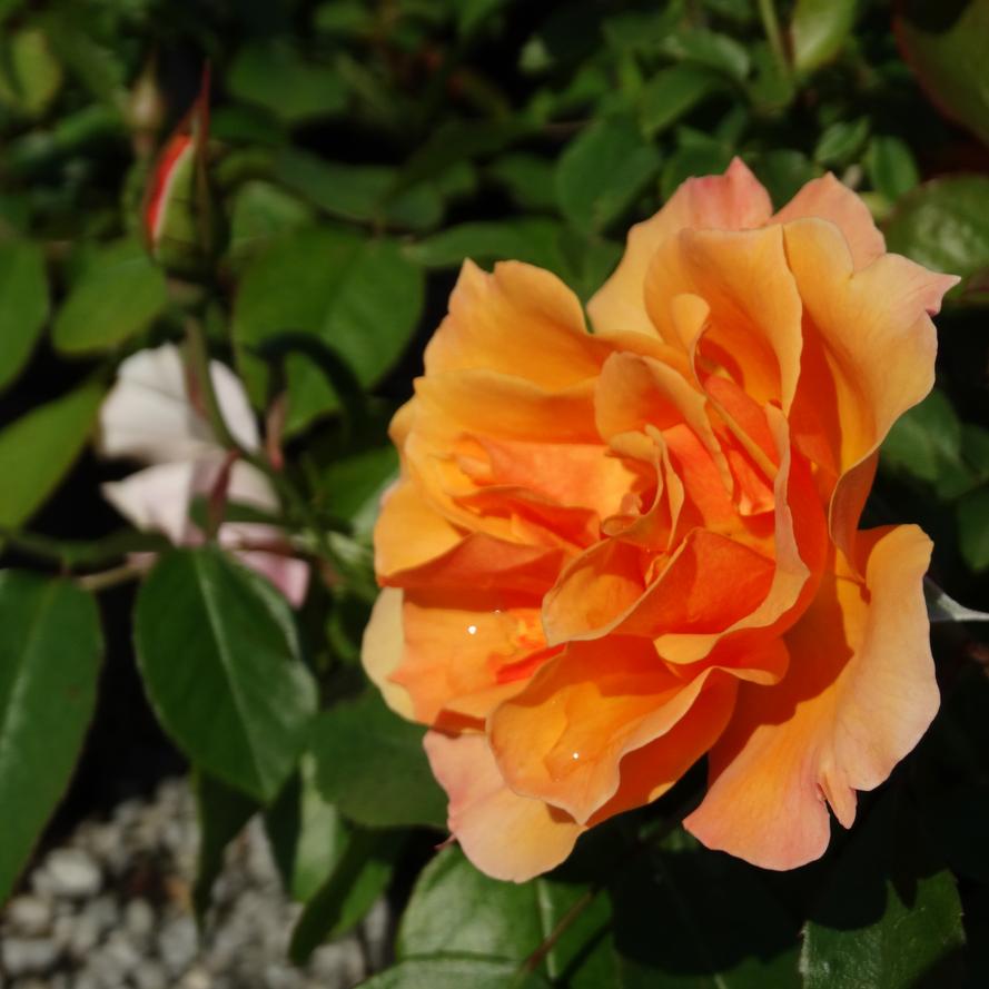 Rosa x Bloomables® 'Tequila®'