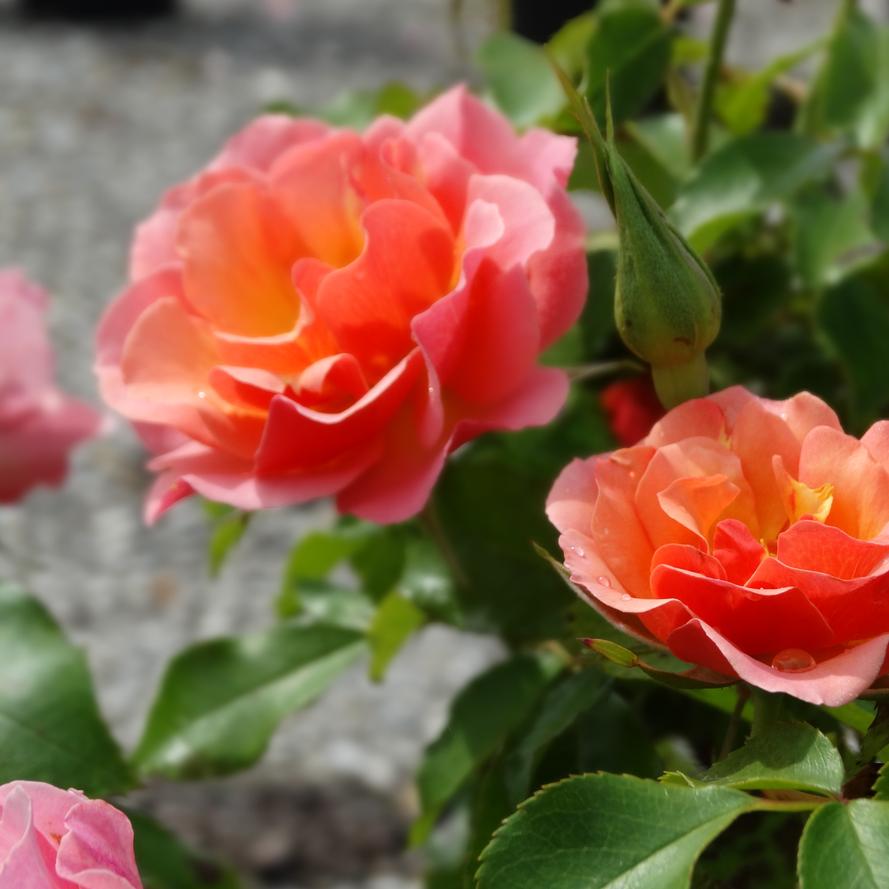 Rosa x Bloomables® 'Tequila® Supreme'