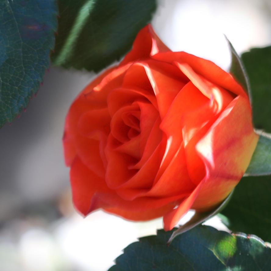 Rosa x Bloomables® 'Veranda® Mango'