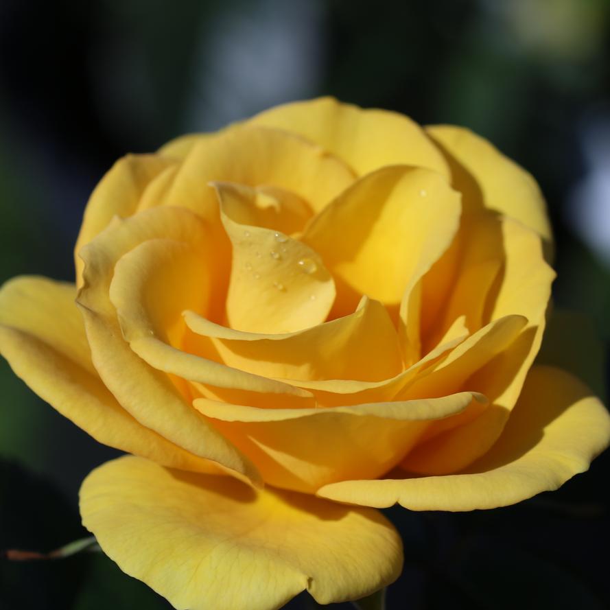 Rosa x Bloomables® 'Veranda® Sunbeam™'