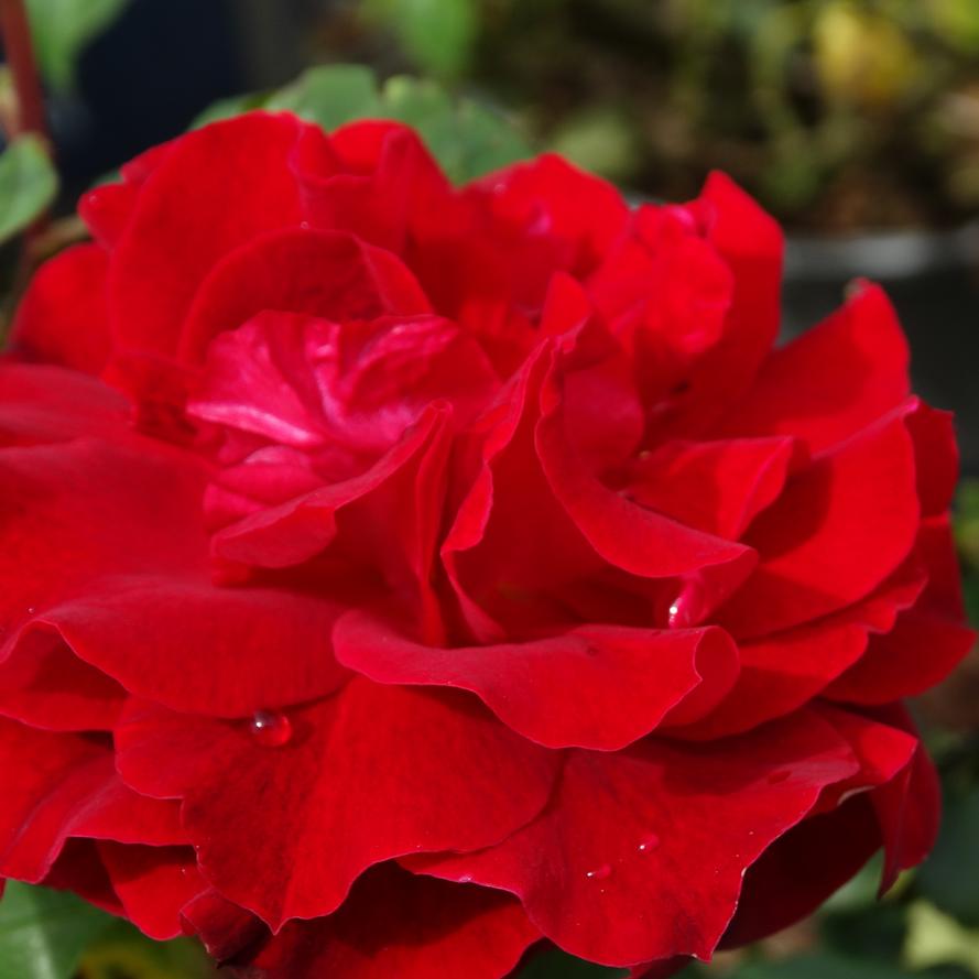 Rosa x True Bloom® 'True Spirit'