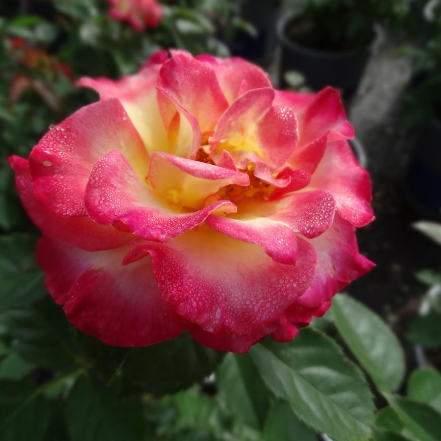 Rosa x True Bloom® 'True Sincerity'