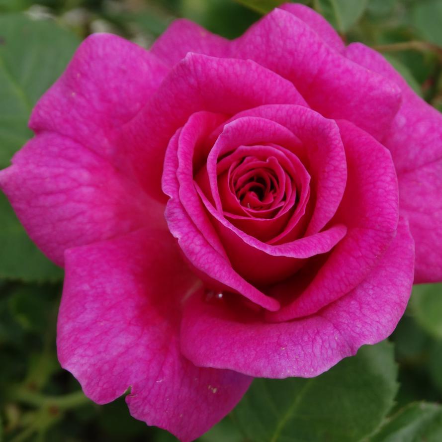 Rosa x True Bloom® 'True Serenity'