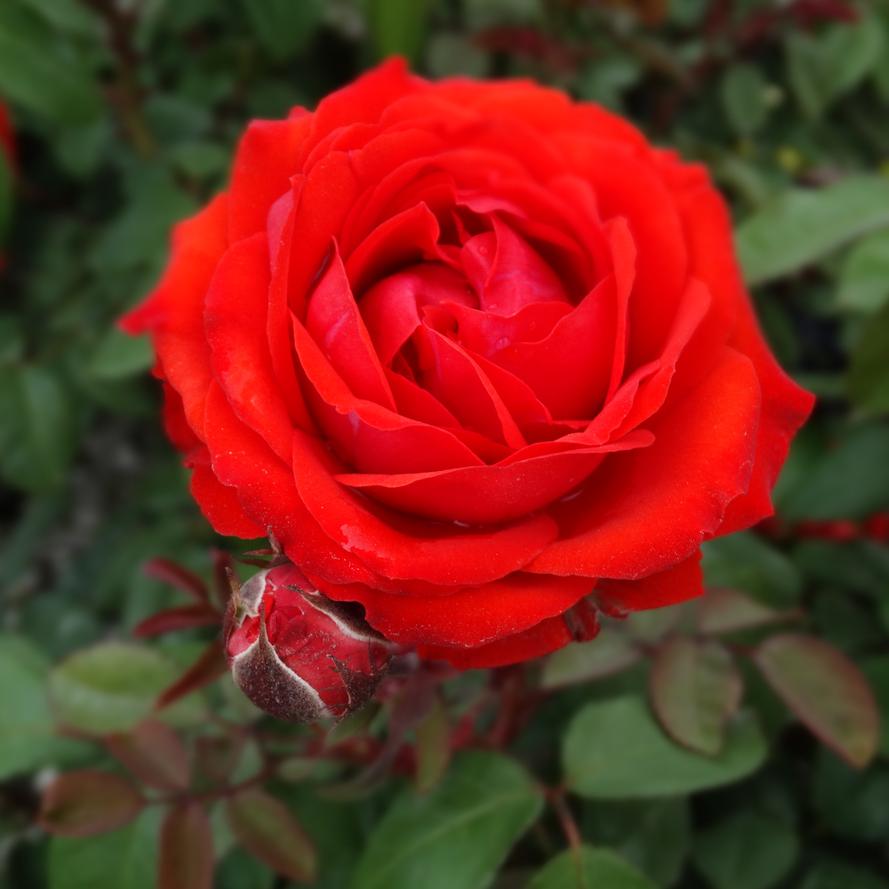 Rosa x True Bloom® 'True Passion'