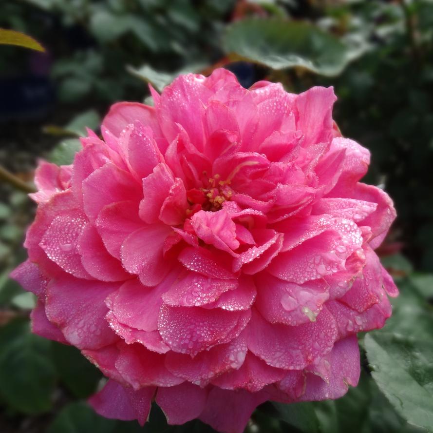 Rosa x True Bloom® 'True Inspiration'