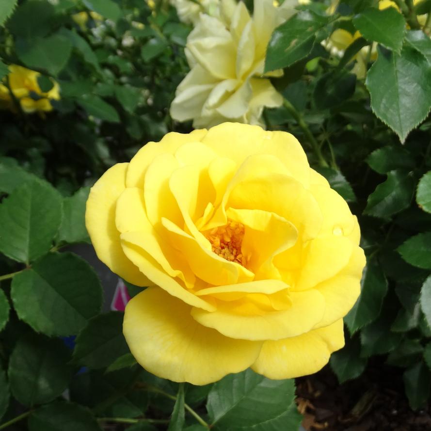 Rosa x True Bloom® 'True Friendship'