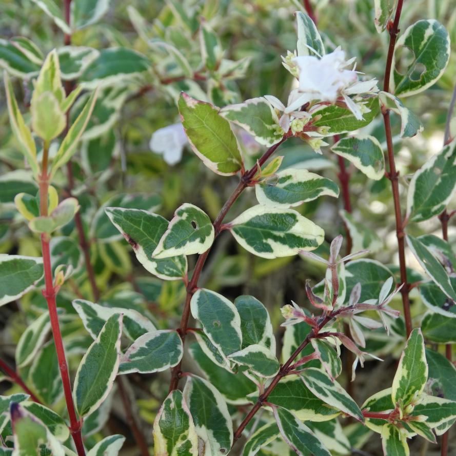 Abelia x grandiflora 'Hopleys'