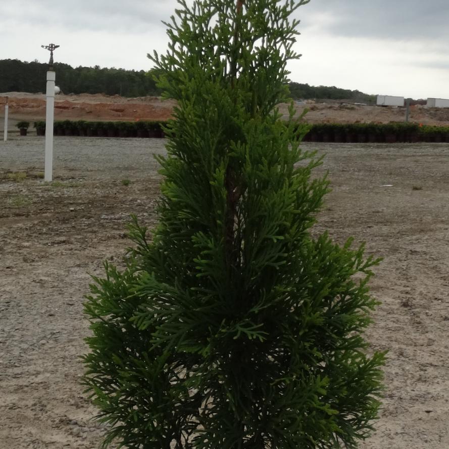 Thuja occidentalis 'North Pole&reg'
