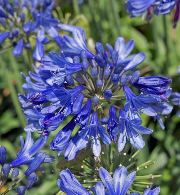 Agapanthus hybrid 'Ever Sapphire™'