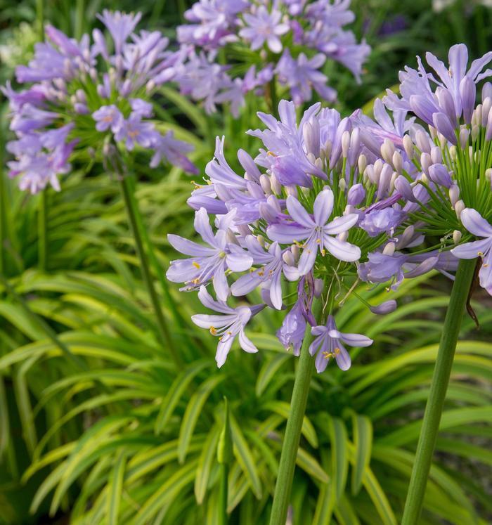 Agapanthus africanus 'Neverland'