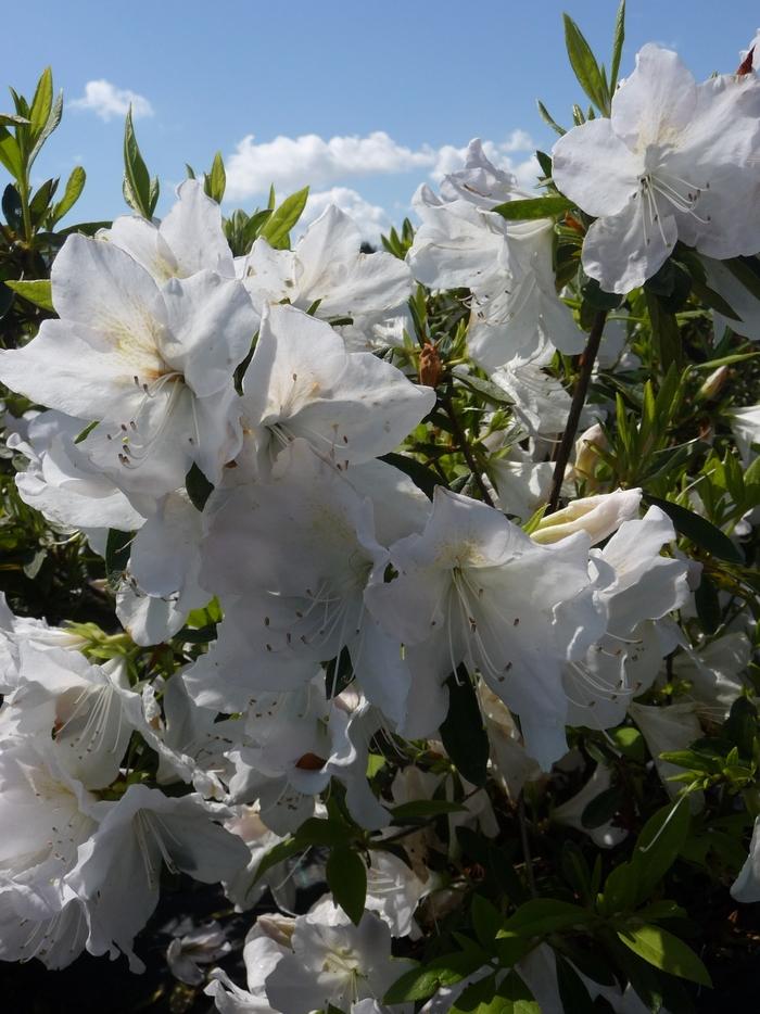 Rhododendron hybrid 'Mrs. G.G. Gerbing'