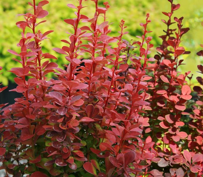 Berberis thunbergii 'Orange Rocket'