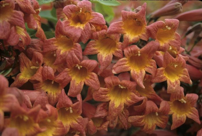 Bignonia capreolata 'Tangerine Beauty'