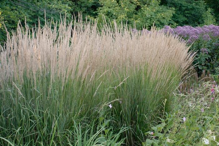 Calamagrostis acutiflora 'Karl Foerster'