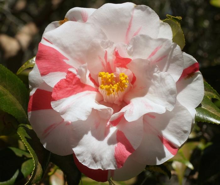 Camellia japonica 'Lady Vansittart'