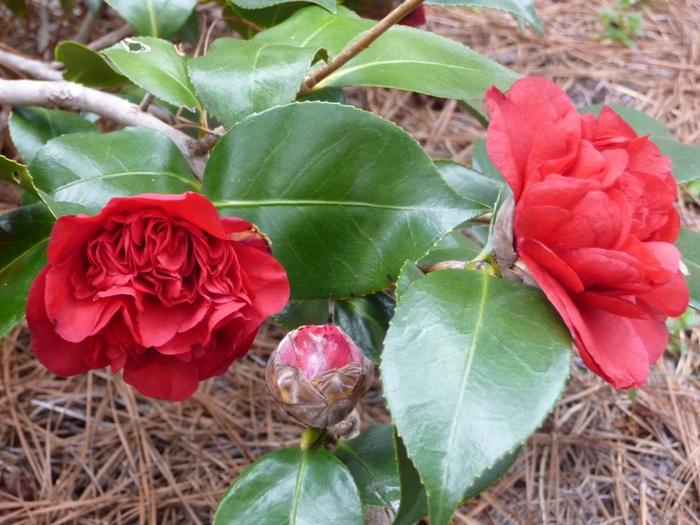 Camellia japonica 'Professor Sargent'