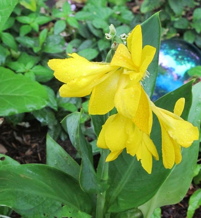 Canna 'Lemon Punch'