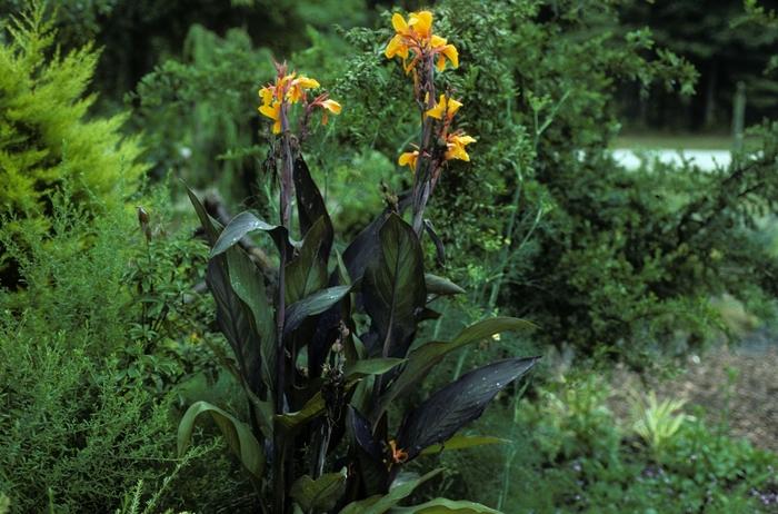 Canna generalis 'Wyoming'