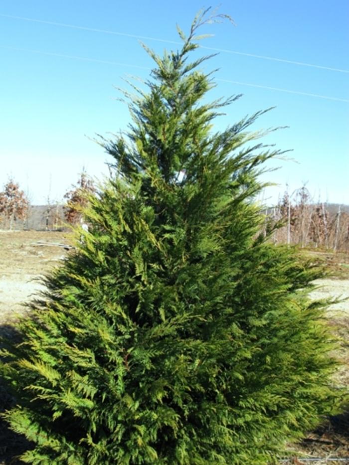 Cupressocyparis leylandii ''
