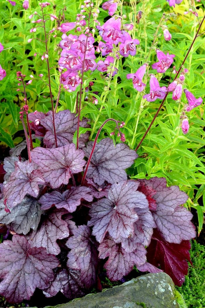 Heuchera x 'Georgia Plum'