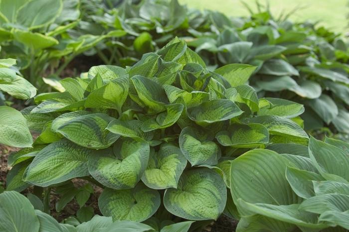 Hosta 'Paradigm'