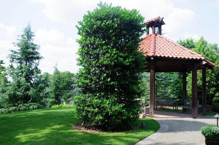 Ilex x 'Nellie R. Stevens'
