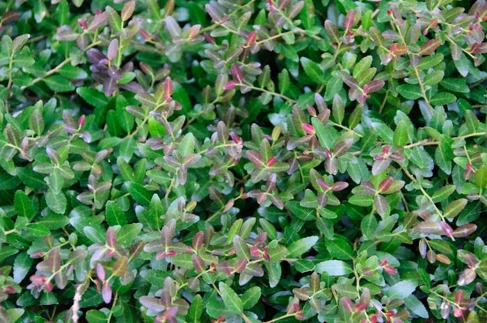 Ilex vomitoria 'Bordeaux®'