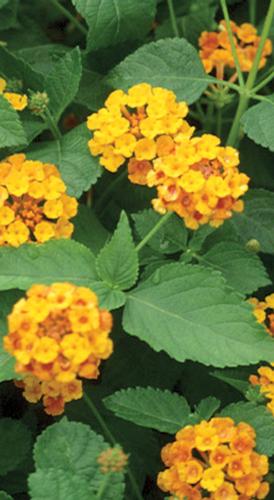 Lantana camara 'Radiation'